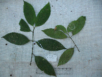 Garcinia assugu image