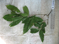 Guioa comesperma image