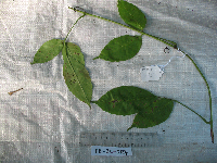 Tetrastigma pedunculare image