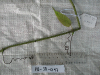 thumbnail image of current specimen