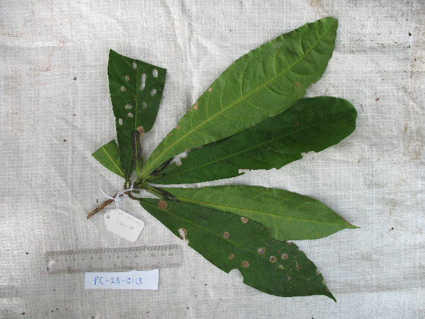 Beilschmiedia nitida image