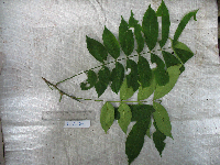 Didymocheton papuanus image