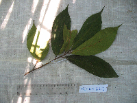 Ficus arfakensis image