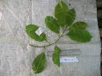 Terminalia microcarpa image