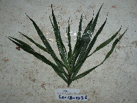 Dracaena angustifolia image