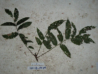 Dracontomelon dao image