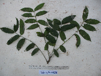 Spondias dulcis image