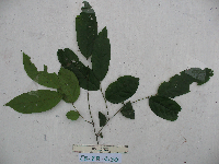 Diospyros hebecarpa image