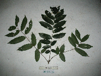 Dracontomelon dao image