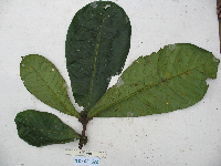 Terminalia kaernbachii image