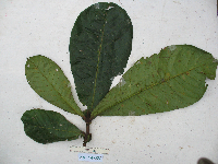 Terminalia kaernbachii image