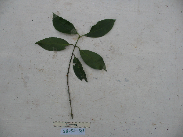 Garcinia ledermannii image