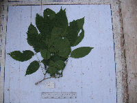 Millettia pinnata image