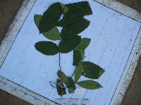 Didymocheton annae image