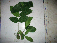 Didymocheton annae image