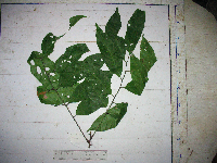 Guioa comesperma image