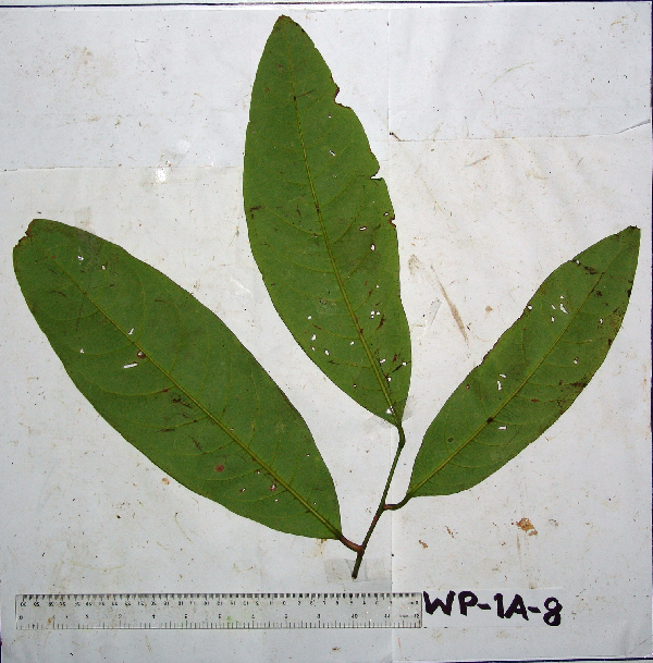 Merrilliodendron image