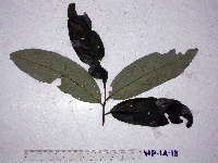Litsea discolor image