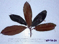Palaquium supfianum image