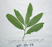 Litsea discolor image