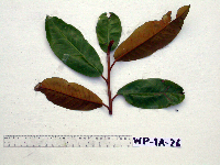 Palaquium supfianum image