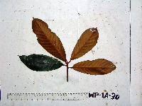 Palaquium supfianum image