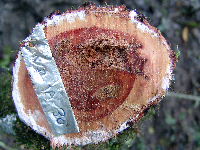 Palaquium supfianum image