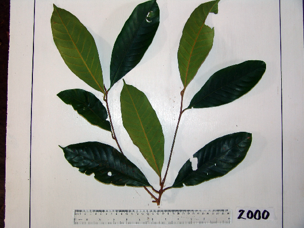 Palaquium morobense image