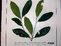 Image of Palaquium morobense