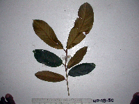 Palaquium supfianum image