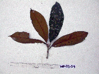 Palaquium supfianum image