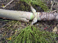 Hydriastele costata image