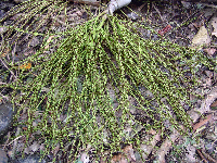 Hydriastele costata image