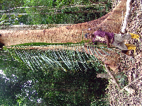 Hydriastele costata image