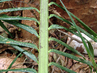 Hydriastele costata image