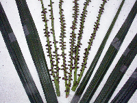 Hydriastele costata image