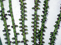 Hydriastele costata image