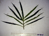 Dracaena angustifolia image