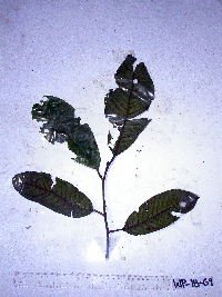 Palaquium warburgianum image
