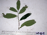 Litsea discolor image