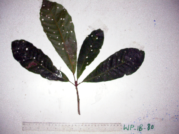 Elaeocarpus amplifolius image