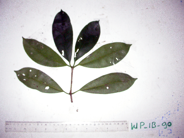 Ternstroemia cherryi image