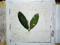 Palaquium morobense image