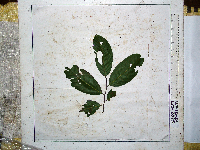 Goniothalamus aruensis image