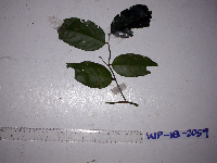 Thumbnail image of current specimen