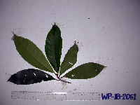 Palaquium morobense image