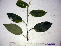 Habenaria rumphii image