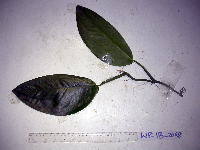 Habenaria rumphii image