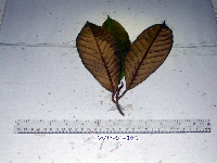 Palaquium supfianum image