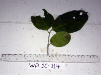 Gnetum latifolium image